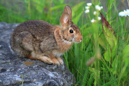 Cottontail Rabbitの写真素材