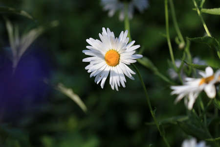 Daisy Flowerの写真素材