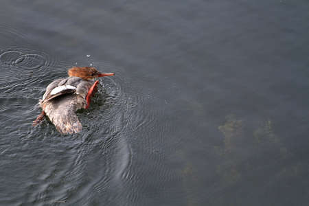 Common Merganser youngの写真素材
