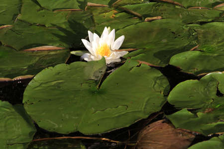 Water Lilyの写真素材