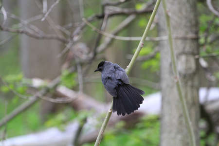 Gray Catbirdの写真素材
