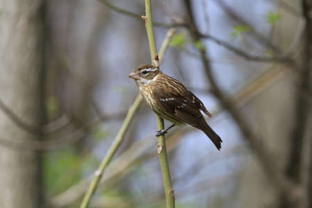 Rose-breasted Grosbeak femaleの写真素材