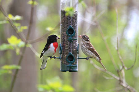Rose-breasted Grosbeak male and  female on birdfeederの写真素材