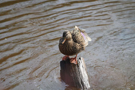 Mallard Duck femaleの写真素材