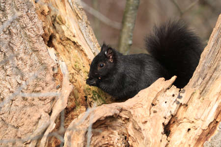 Black Squirrelの写真素材