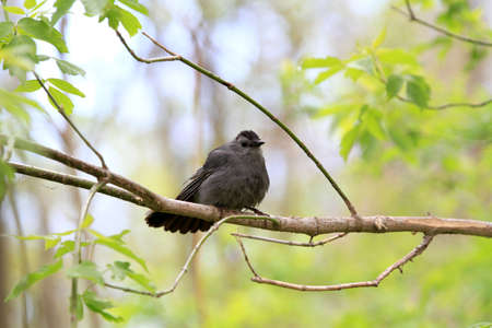 Gray Catbirdの写真素材