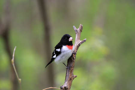 Rose-breasted Grosbeak maleの写真素材