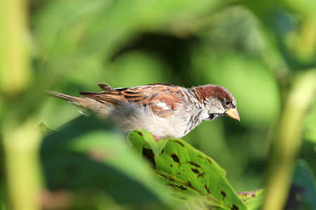 House Sparrow male drinking from Sunflower leaf
