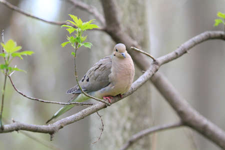 mourning dove perched on branchの写真素材