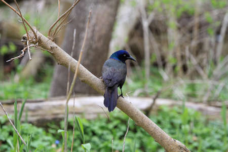 Common Grackel perched on branchの写真素材