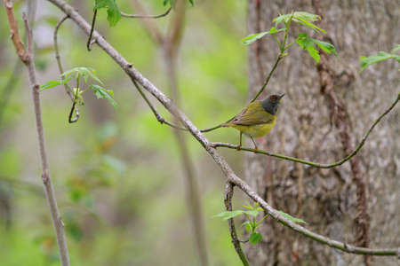 Nashville warbler maleの写真素材