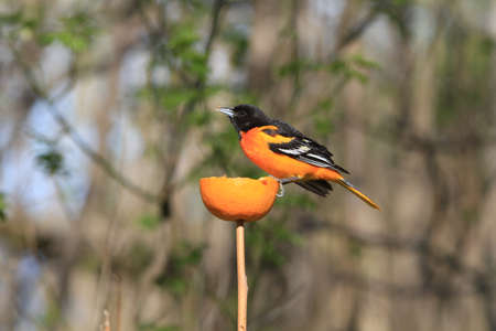 Northern Oriole maleの写真素材