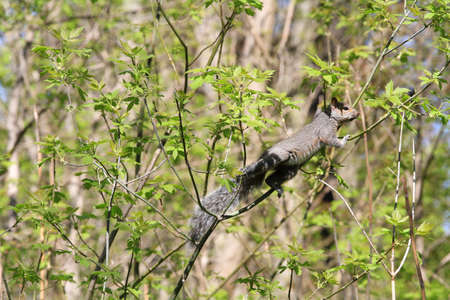 Gray Squirrelの写真素材