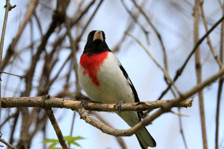 Rose-breasted Grosbeak maleの写真素材