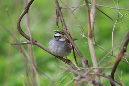 white throated sparrow maleの写真素材