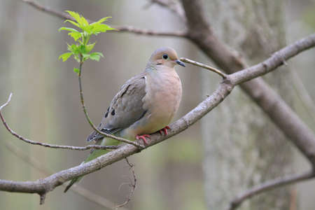 Dove perched on branchの写真素材
