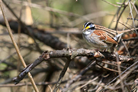 white throated sparrow maleの写真素材