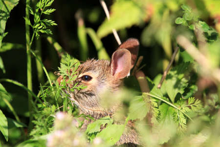 Young cotton tail rabbit morning snack in sunの写真素材