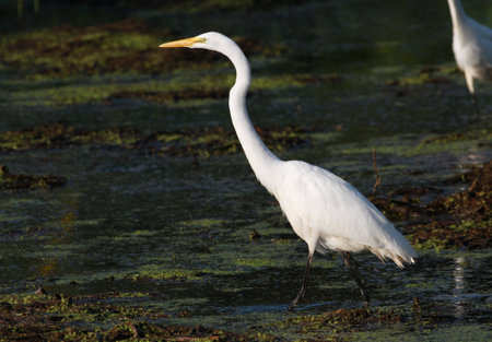 Great Egret standing in marsh morning sunの写真素材