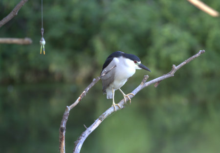 Black-crowned Night Heron beside fishing tackleの写真素材
