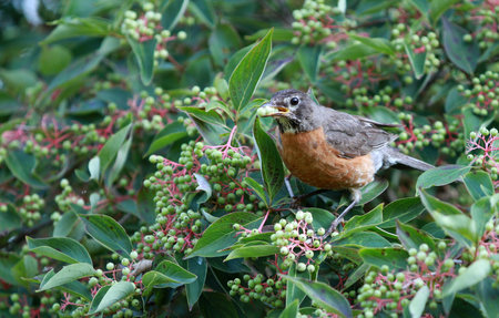 American robin, Turdus migratorius, single bird on berries, Warwickshireの写真素材