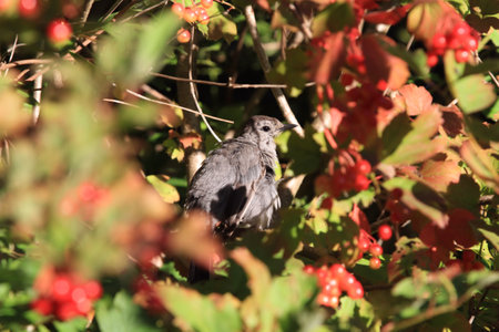Gray Catbird juvenile preening in tree early morning sunの写真素材