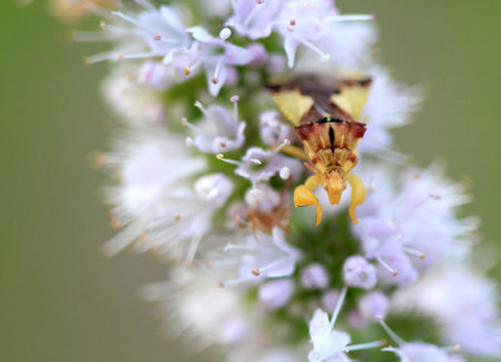 Ambush Bug hiding in flower early morning lightの写真素材