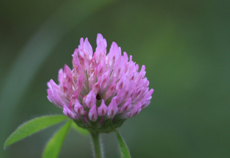 Clover Flower in bloom early morning lightの写真素材