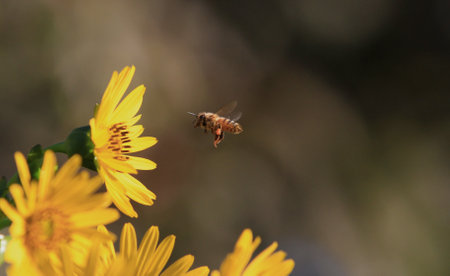 Honey Bee collecting nectar from sunflower early morning sunの写真素材