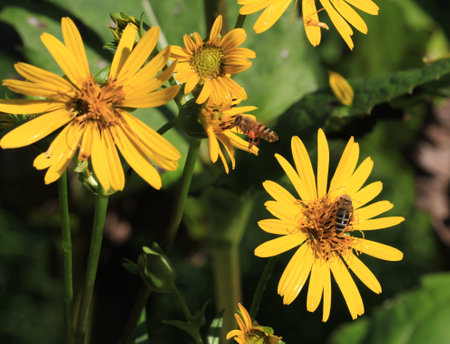Honey Bee collecting nectar from Sunflower in early morning lightの写真素材