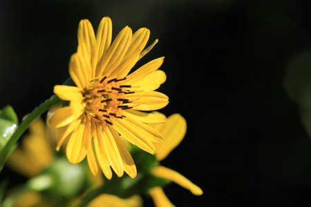 Sunflower in early morning light summerの写真素材