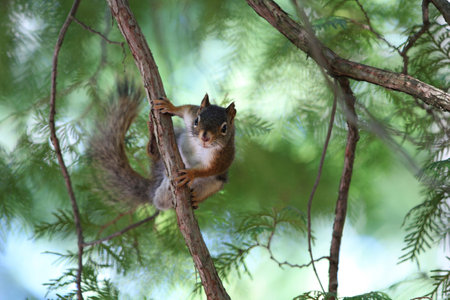 red squirrel in cedar tree on branch in shaded lightの写真素材