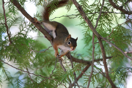 red squirrel in cedar tree on branch in shaded lightの写真素材