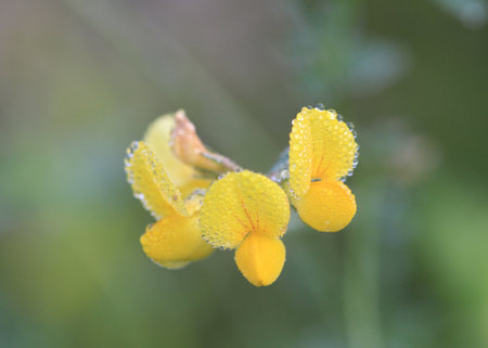Birds-foot Trefoil flower covered with dew morning lightの写真素材