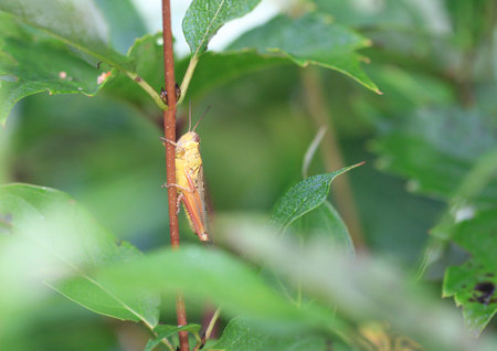 Grasshopper on branch with dew early morning lightの写真素材