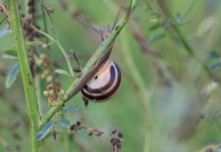 Brown-lipped Snail on branch early morning lightの写真素材
