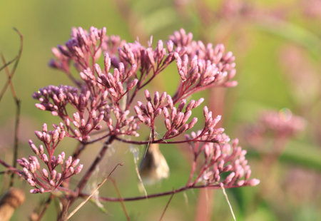 Joe - Pye Weed in early morning sunlight mid summerの写真素材