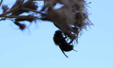Carpenter Bee on Joe-Pye Weed flowerの写真素材
