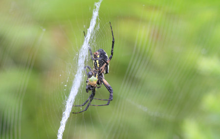 Black and Yellow Garden Spider in web with prey in dewの写真素材