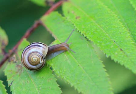 Brown-lipped Snail on branch early morningの写真素材