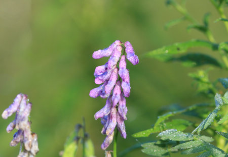 Cow Vetch flower covered with dew morning lightの写真素材