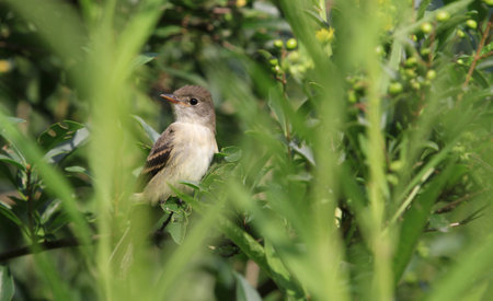 Eastern wood pewee bird early morning lightの写真素材