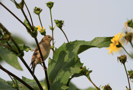 American gold finch female on sunflower feedingの写真素材