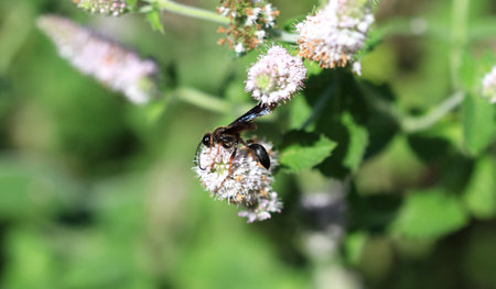 Great Golden Digger Wasp on mint flower early morning sunlight