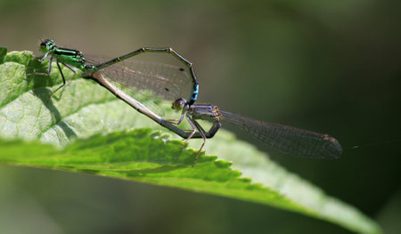 Eastern Fork-tail Damselfly mating on leaf early morning sunの写真素材