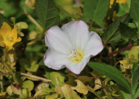 Bindweed flower in early morning lightの写真素材
