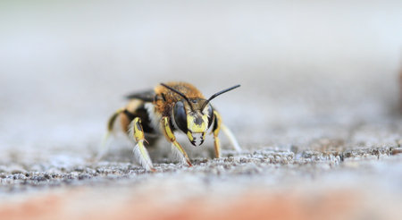 Leaf cutter bee close up late summer early morning lightの写真素材