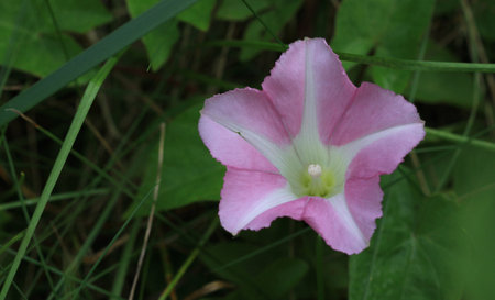 Field bindweed flower late summer early morning lightの写真素材
