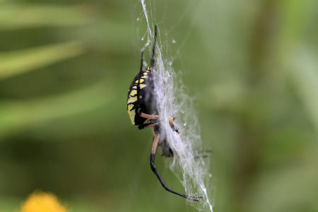 Black and Yellow Garden Spider late summer early morning lightの写真素材