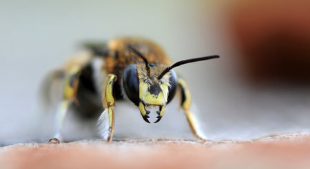 Leaf cutter bee close up of jaws late summer early morning lightの写真素材